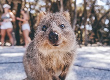 Quokka a Rottnest Island