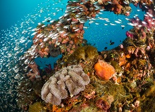 Great Barrier Reef