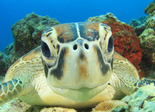Snorkeling Manukan Island