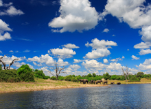 Chobe River