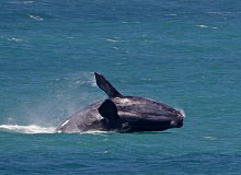 Balena al largo della costa