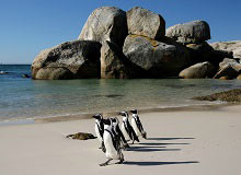 I pinguini di Boulder's Beach