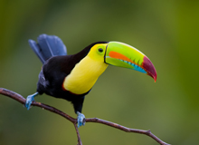 Reserva Bosque Nuboso