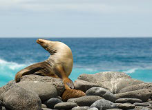 Isola Seymour, Galapagos
