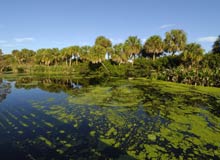 Everglades NP