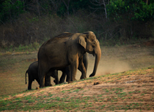 Periyar National Park