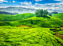 Piantagione di spezie