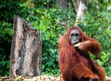 Orang Utan Tanjung Puting NP