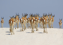 Etosha NP