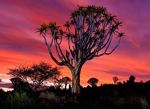 Quiver Tree Forest