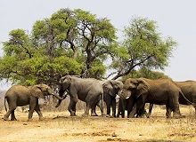 Elefanti nel Bwabwata National Park