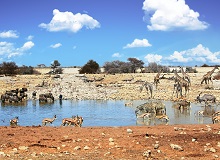 Pozza all'Etosha National Park