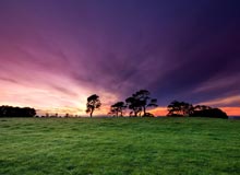 Cornwall Park Auckland