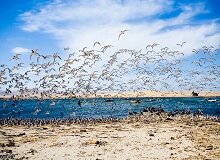 Isole Ballestas