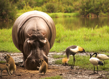 iSimangaliso Wetland Park