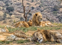 Kruger National Park
