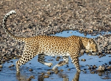 Mashatu Game Reserve
