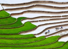 Rice Terrace Sapa