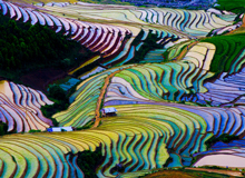 Terrace Field Vietnam