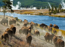 Yellowstone NP